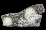 Agatized Fossil Coral Geode - Florida #110162-1